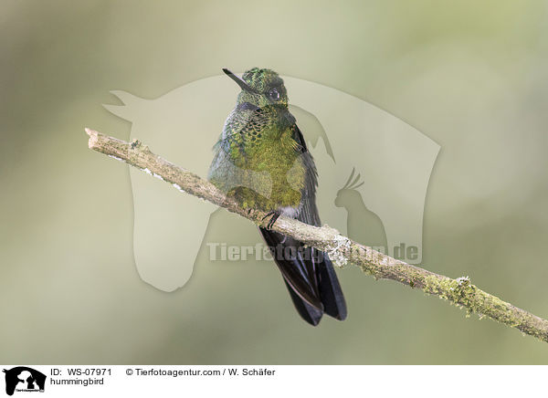 Kolibri / hummingbird / WS-07971