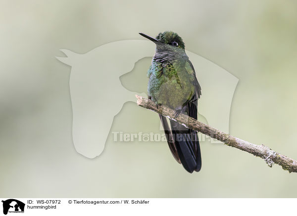 Kolibri / hummingbird / WS-07972