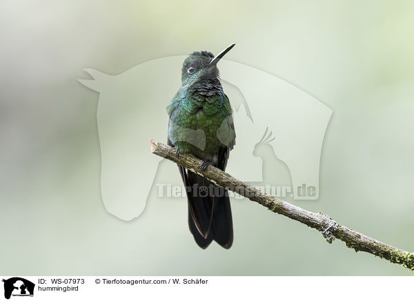 Kolibri / hummingbird / WS-07973