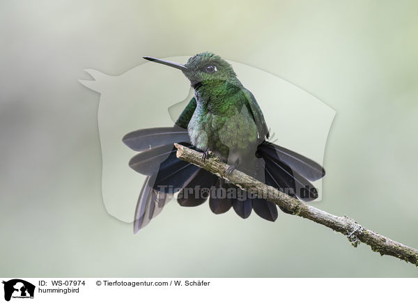 Kolibri / hummingbird / WS-07974