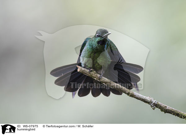Kolibri / hummingbird / WS-07975