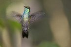 flying hummingbird