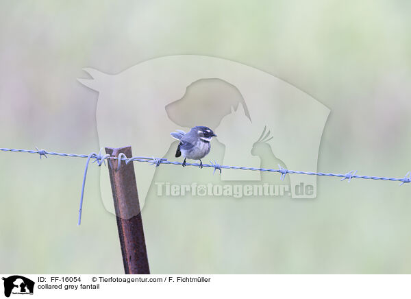 Grauf�cherschwanz / collared grey fantail / FF-16054