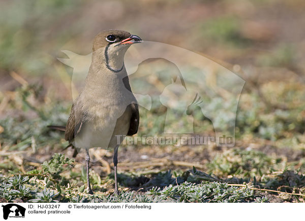 collared pratincole / HJ-03247