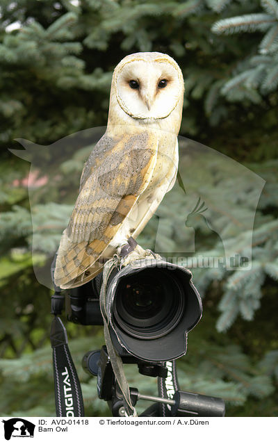 Barn Owl / AVD-01418