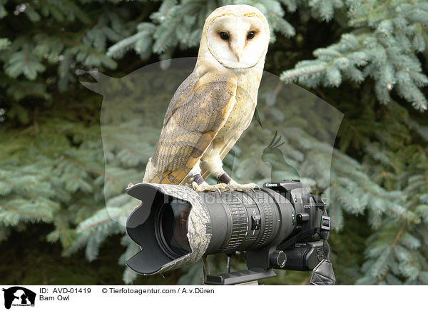 Schleiereule auf Objektiv / Barn Owl / AVD-01419