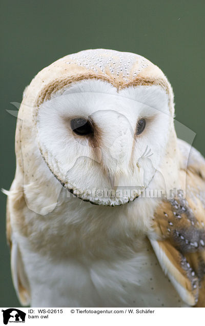 barn owl / WS-02615