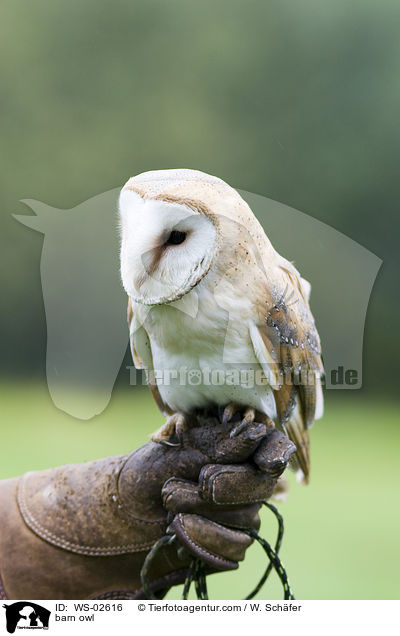 barn owl / WS-02616