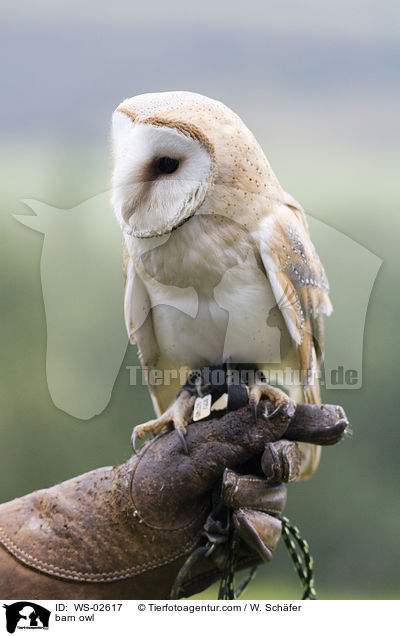 barn owl / WS-02617