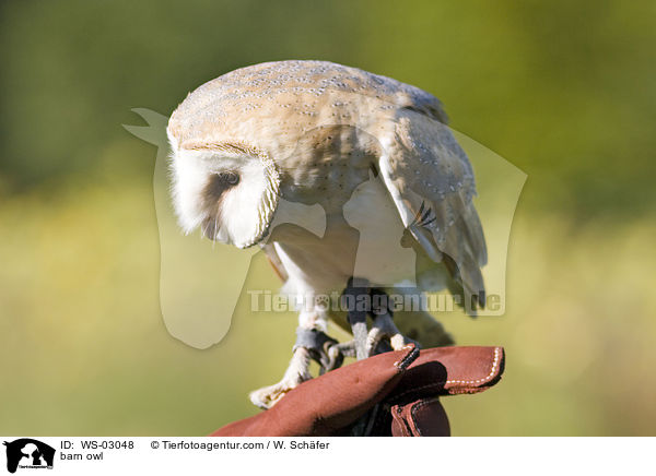 Schleiereule / barn owl / WS-03048