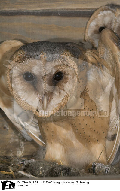 Schleiereule / barn owl / THA-01858