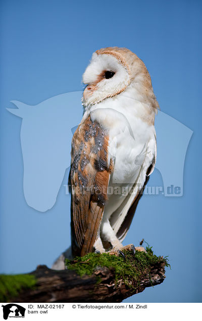 Schleiereule / barn owl / MAZ-02167