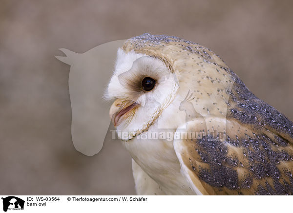 Schleiereule / barn owl / WS-03564