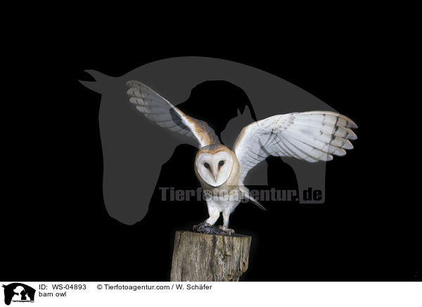 barn owl / WS-04893