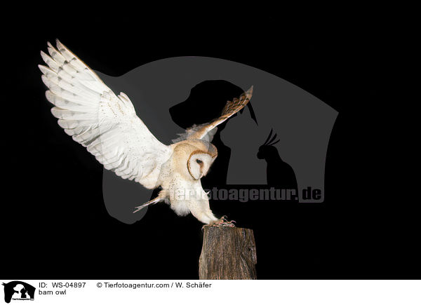 Schleiereule / barn owl / WS-04897