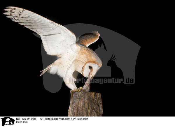Schleiereule / barn owl / WS-04898