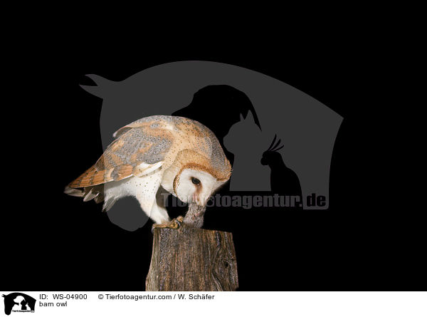 barn owl / WS-04900