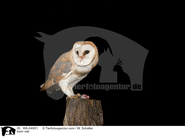 barn owl / WS-04901