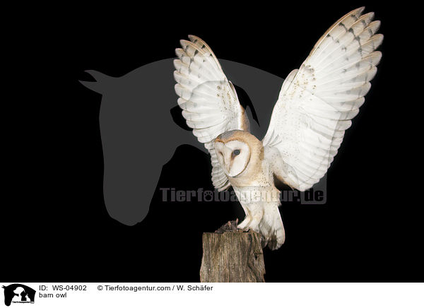 barn owl / WS-04902