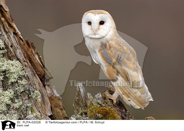 Schleiereule / barn owl / FLPA-02028