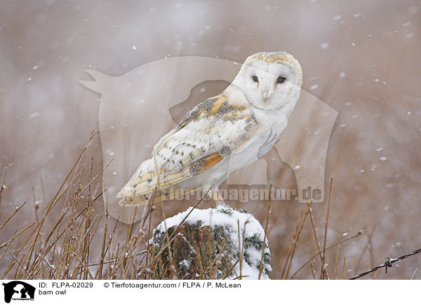 Schleiereule / barn owl / FLPA-02029