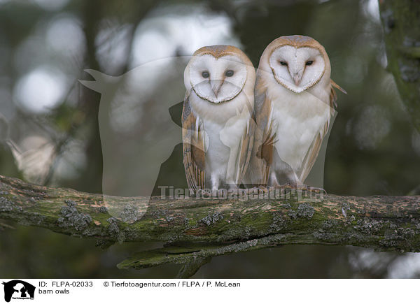 Schleiereulen / barn owls / FLPA-02033