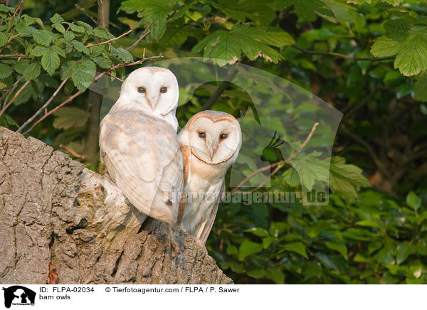 Schleiereulen / barn owls / FLPA-02034