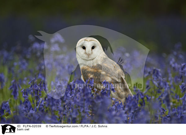 barn owl / FLPA-02039