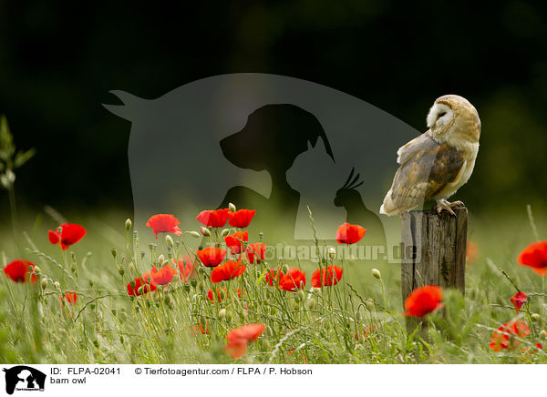 barn owl / FLPA-02041