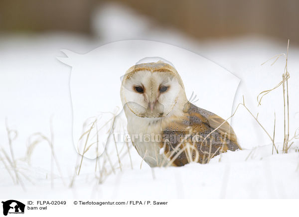 Schleiereule / barn owl / FLPA-02049