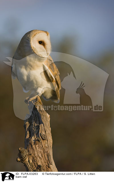 Schleiereule / barn owl / FLPA-03263