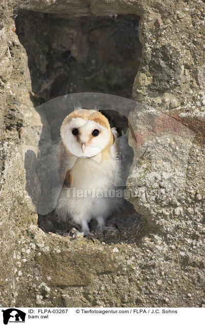 barn owl / FLPA-03267