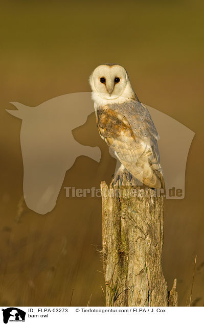 Schleiereule / barn owl / FLPA-03273