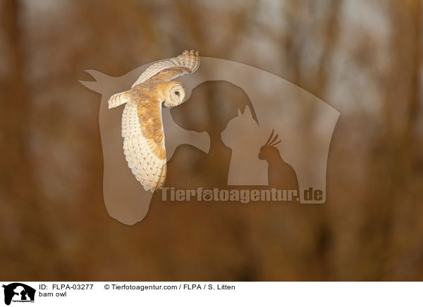 Schleiereule / barn owl / FLPA-03277