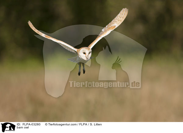 Schleiereule / barn owl / FLPA-03280