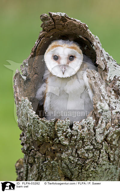 Schleiereule / barn owl / FLPA-03282