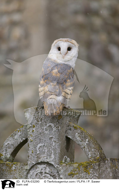 Schleiereule / barn owl / FLPA-03290
