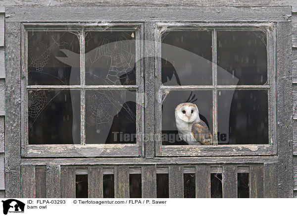 Schleiereule / barn owl / FLPA-03293