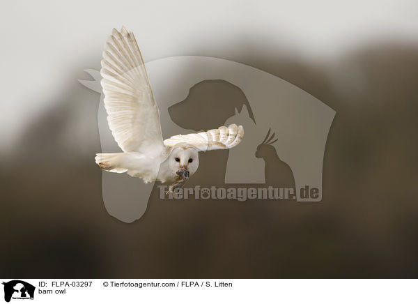 Schleiereule / barn owl / FLPA-03297