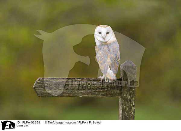 Schleiereule / barn owl / FLPA-03298