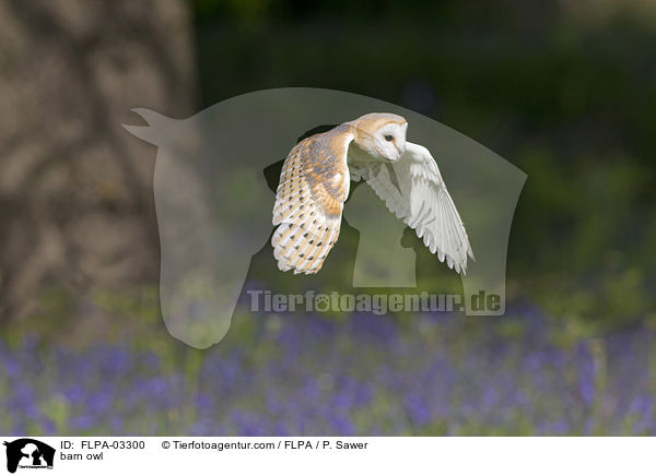 Schleiereule / barn owl / FLPA-03300