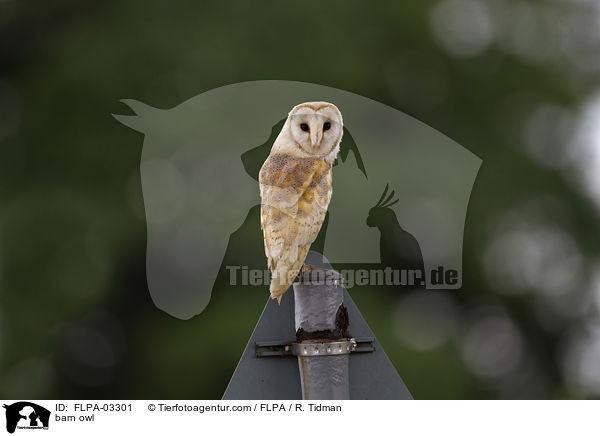 Schleiereule / barn owl / FLPA-03301