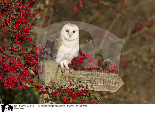 Schleiereule / barn owl / FLPA-03313