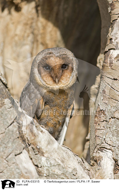 Schleiereule / barn owl / FLPA-03315