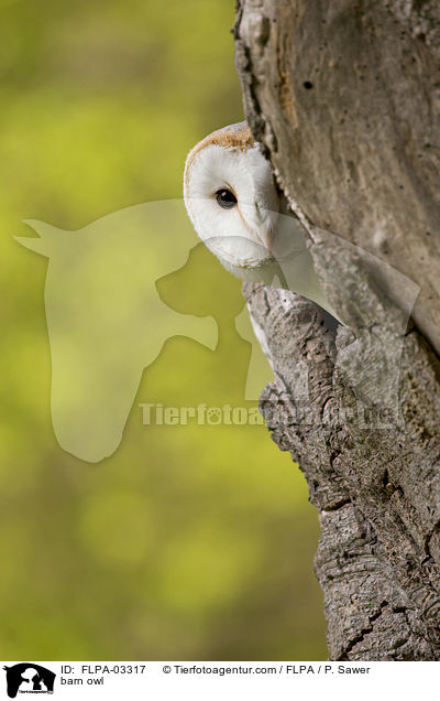 barn owl / FLPA-03317