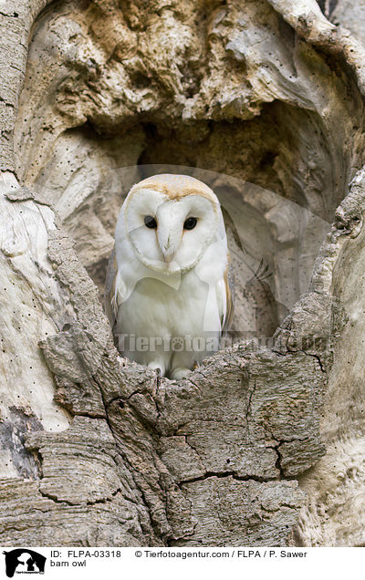 Schleiereule / barn owl / FLPA-03318
