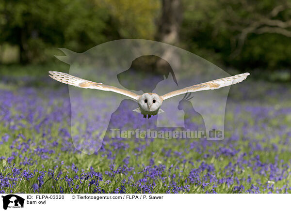 Schleiereule / barn owl / FLPA-03320