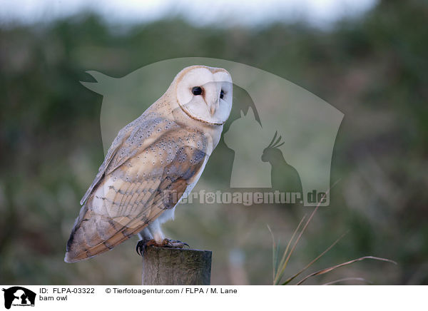 Schleiereule / barn owl / FLPA-03322