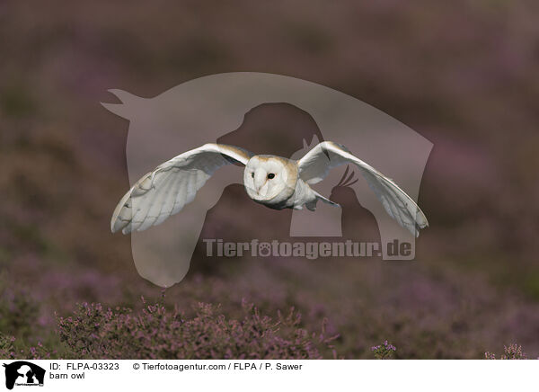 Schleiereule / barn owl / FLPA-03323