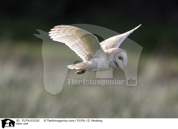 Schleiereule / barn owl / FLPA-03330